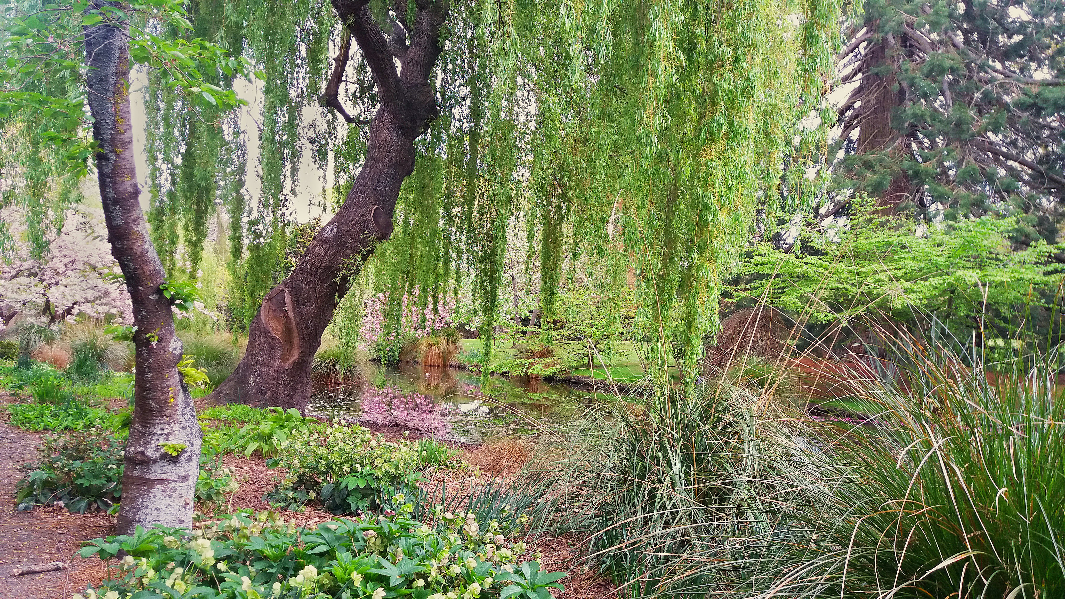 green grass and brown tree trunk